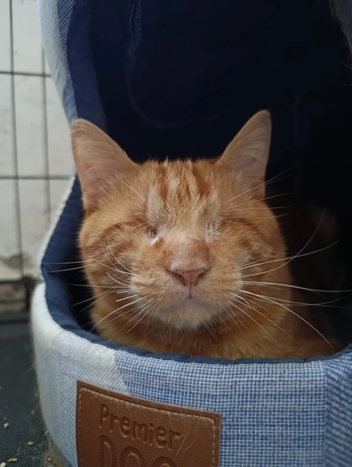 Simón, male European Shorthair for adoption at Ayuda Animal Murcia, Murcia