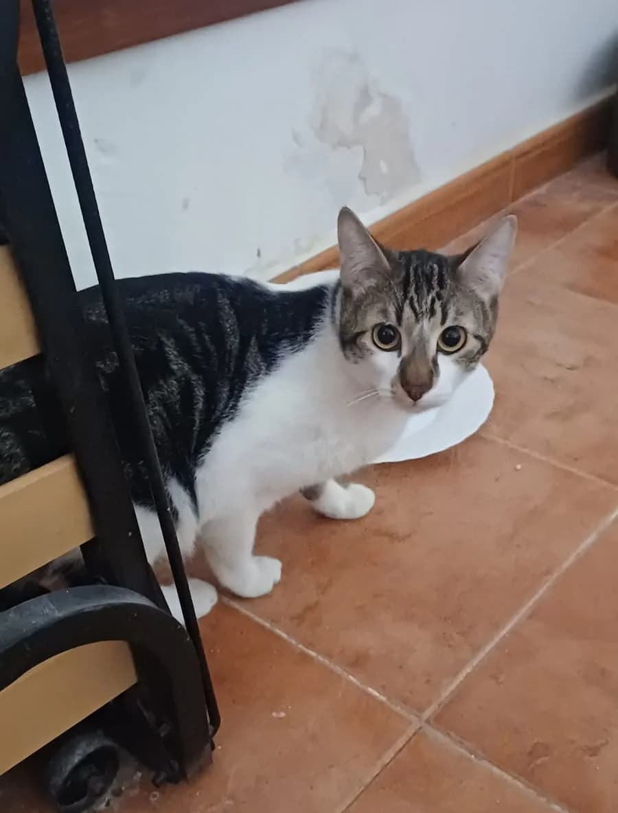 Mowgli, male European Shorthair for adoption at Ayuda Animal Murcia, Murcia
