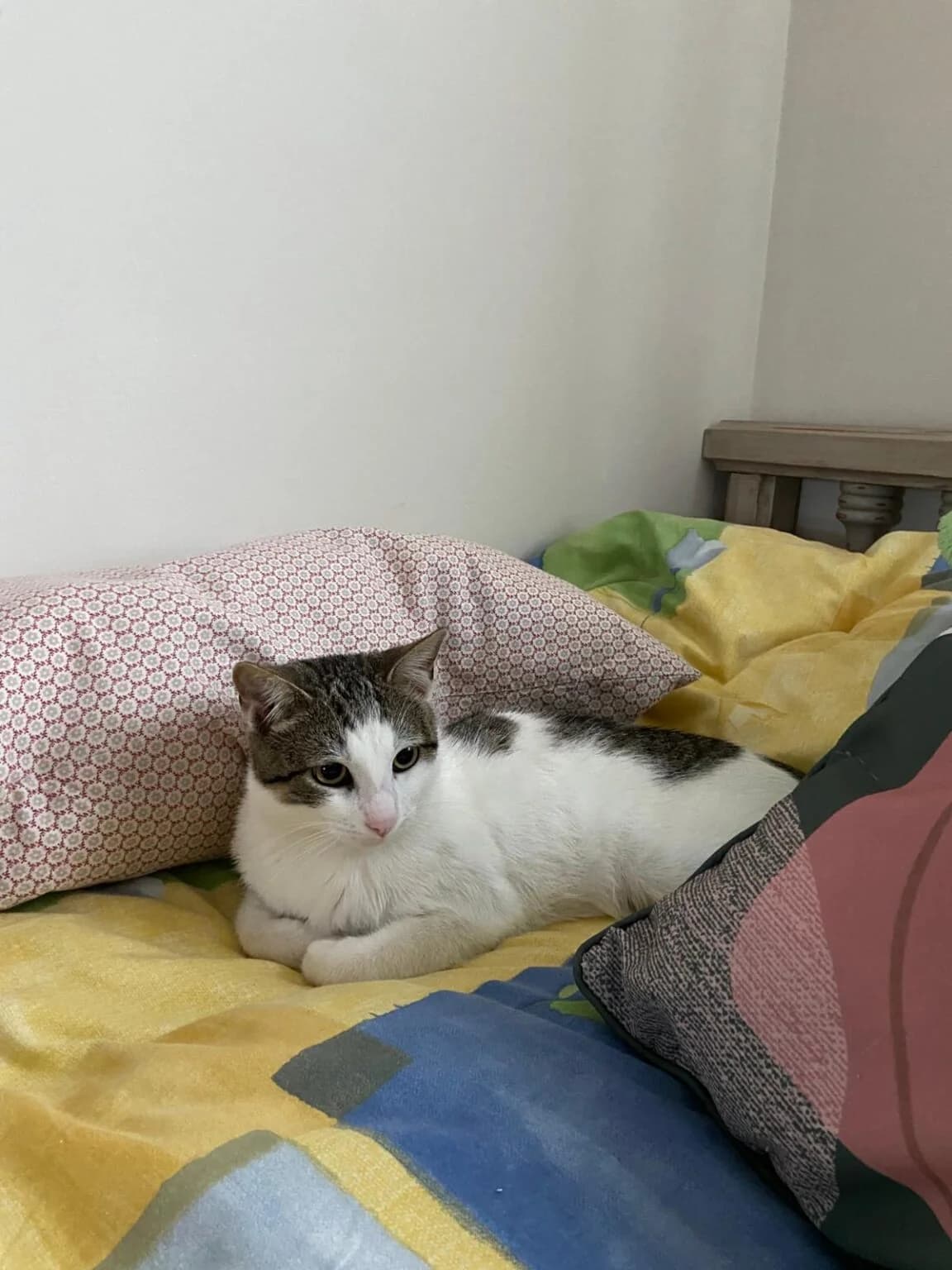 Kai, male European Shorthair for adoption at Ayuda Animal Murcia, Murcia