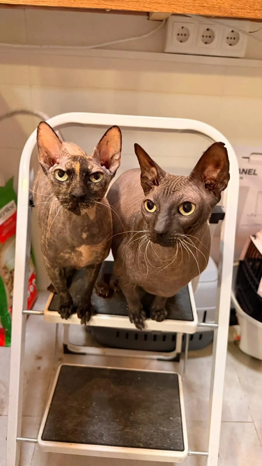 Rumi y Jinu, male European Shorthair for adoption at Ayuda Animal Murcia, Murcia