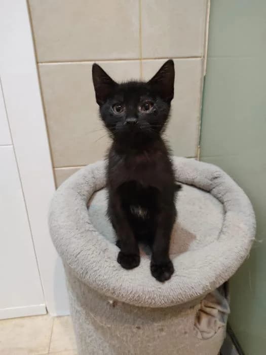 Peques en adopción, female puppy European Shorthair for adoption at Badagats