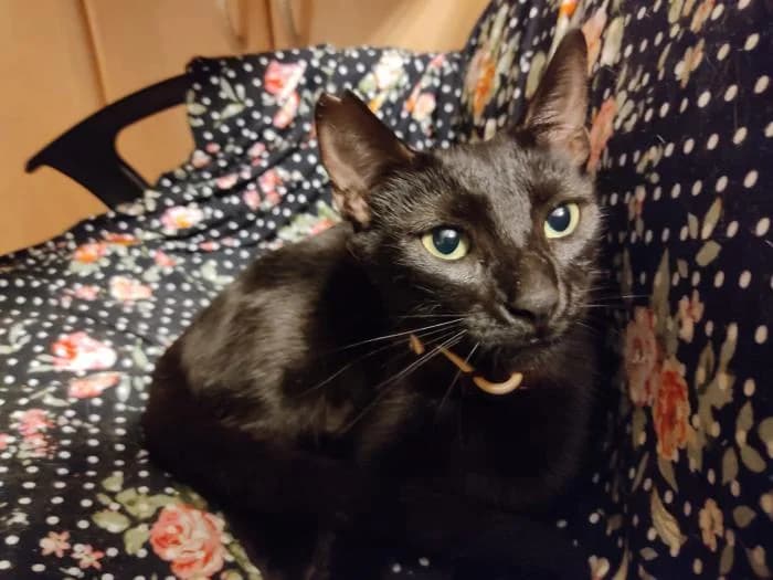 Mini, female puppy mixed breed for adoption at Badagats