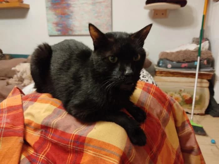 Federico, male puppy European Shorthair for adoption at Badagats