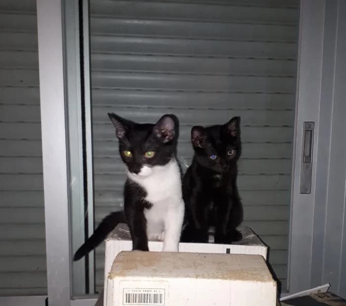 Frida y Zipi, female puppy mixed breed for adoption at Badagats