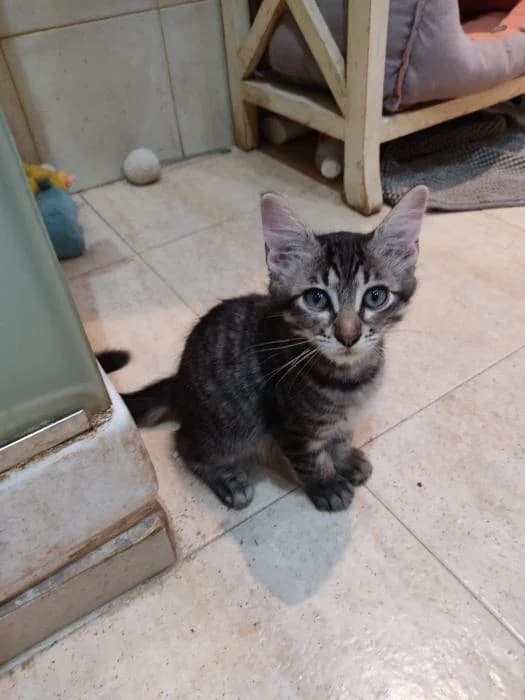 Thor, male puppy European Shorthair for adoption at Badagats