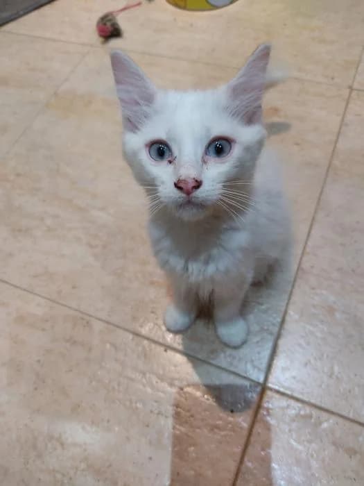 Snow, male puppy European Shorthair for adoption at Badagats
