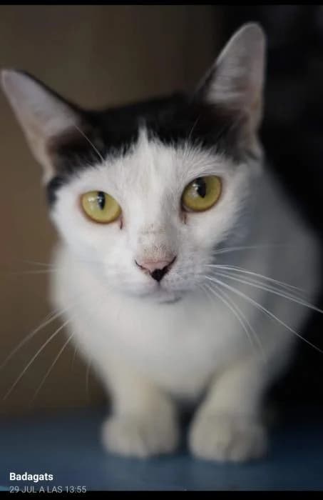 Kuka, female puppy European Shorthair for adoption at Badagats