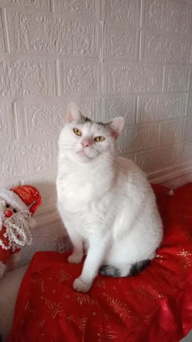 Sol, female puppy mixed breed for adoption at Badagats