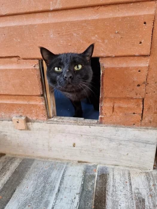 Cupido, male puppy European Shorthair for adoption at Badagats