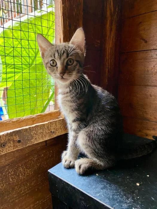 Pim y Pom, female puppy European Shorthair for adoption at Badagats