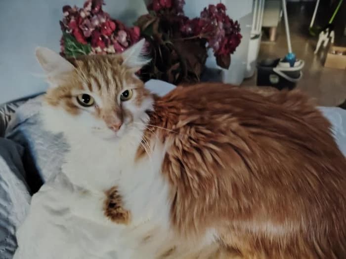 Lucas, male puppy European Shorthair for adoption at Badagats