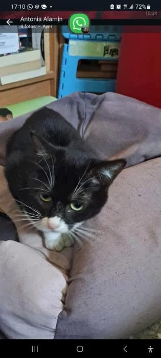 Lila y Lula, female puppy European Shorthair for adoption at Badagats