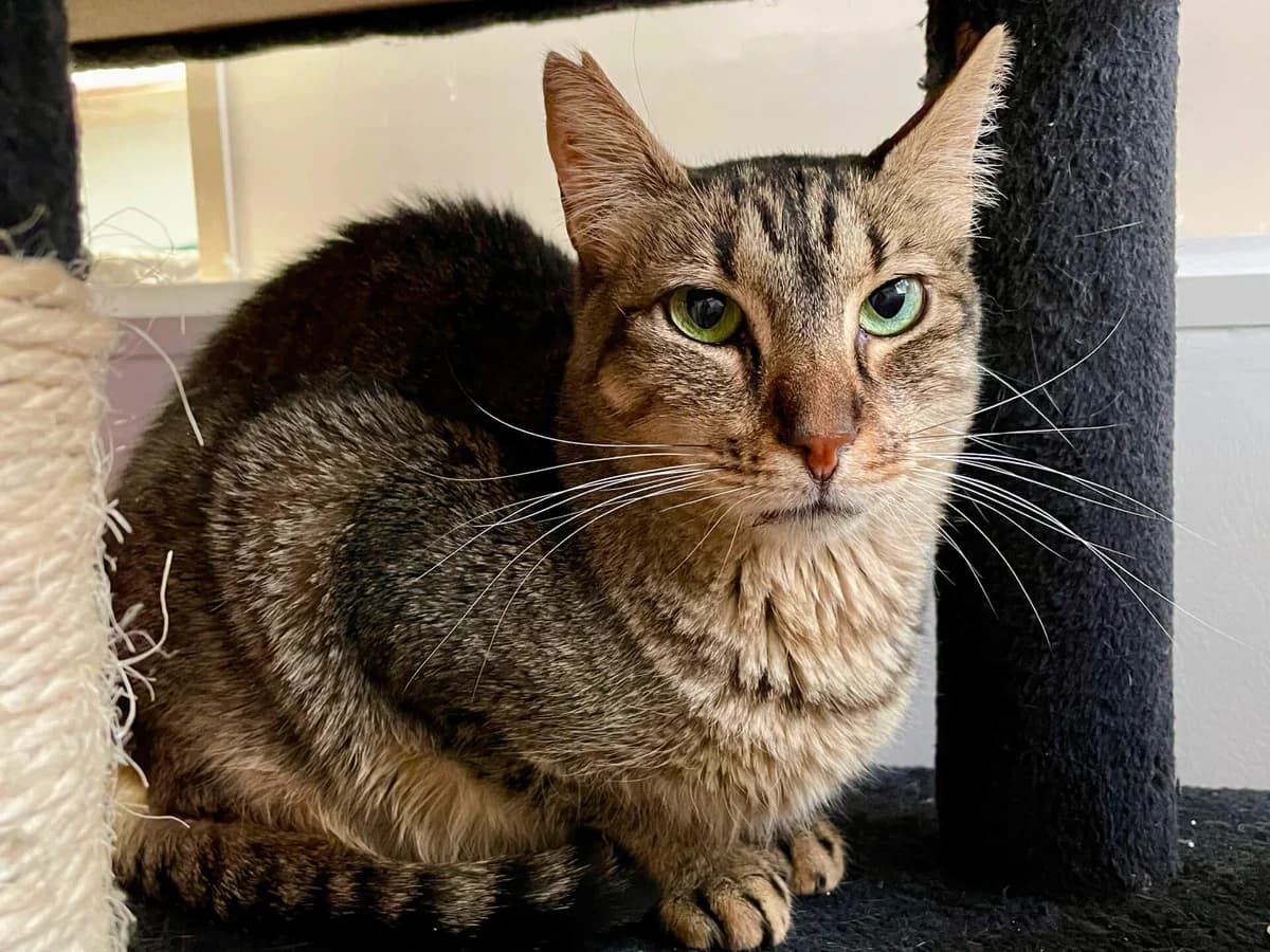 Sassy, female 6yo Mixed Breed for adoption at Barcelona Gat i Gos