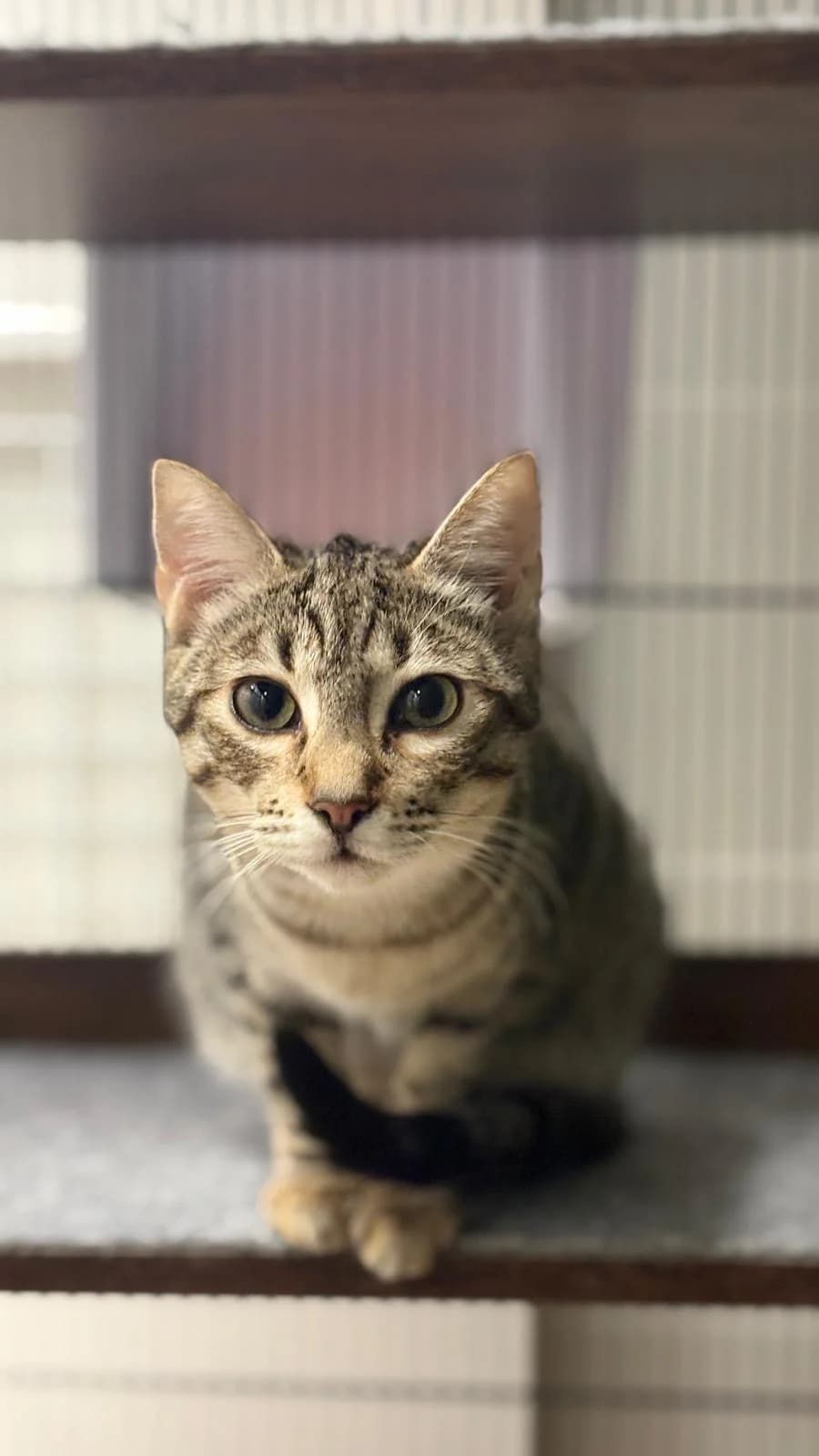 Bruna, female puppy Mixed Breed for adoption at Barcelona Gat i Gos