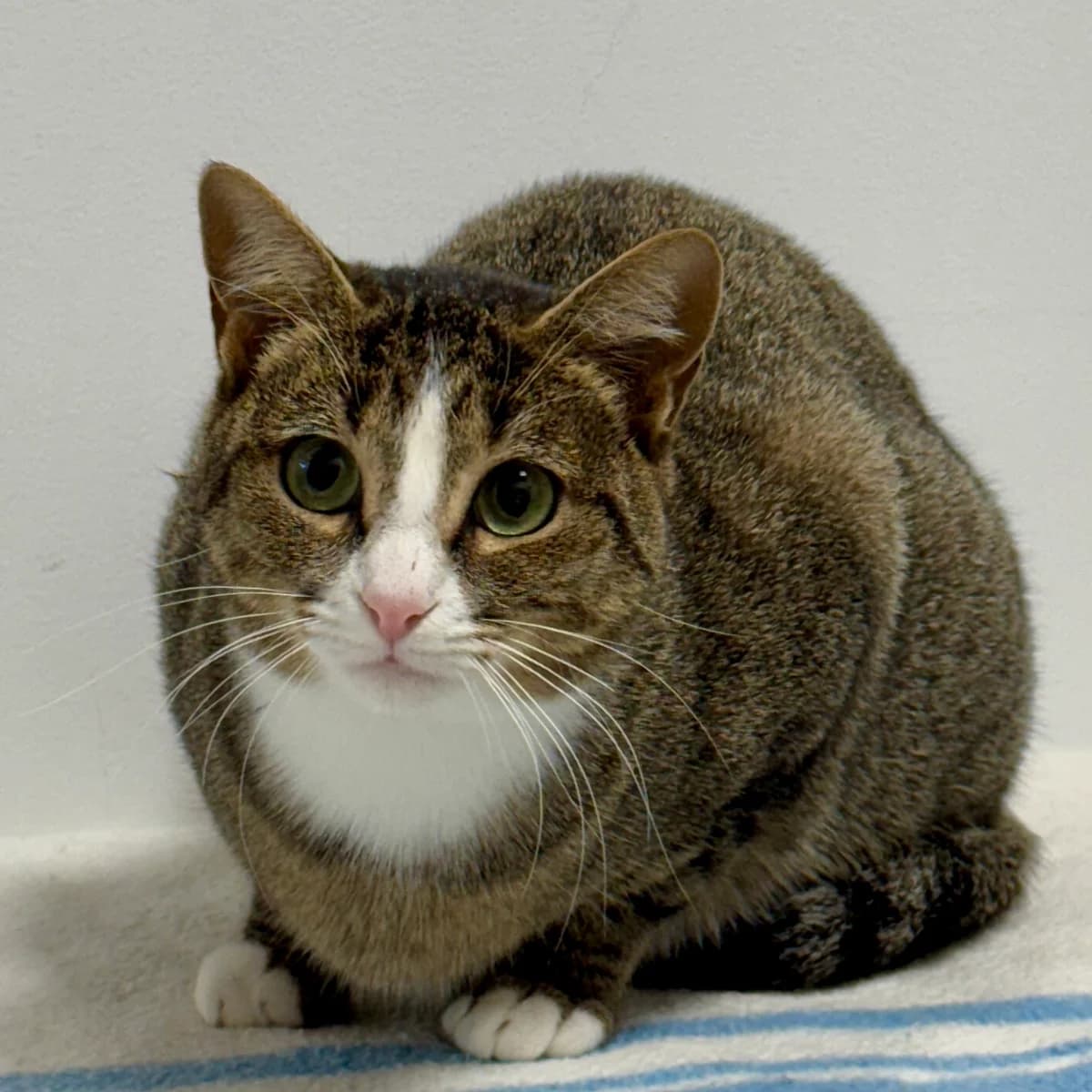 Diana, female 3yo Mixed Breed for adoption at Barcelona Gat i Gos