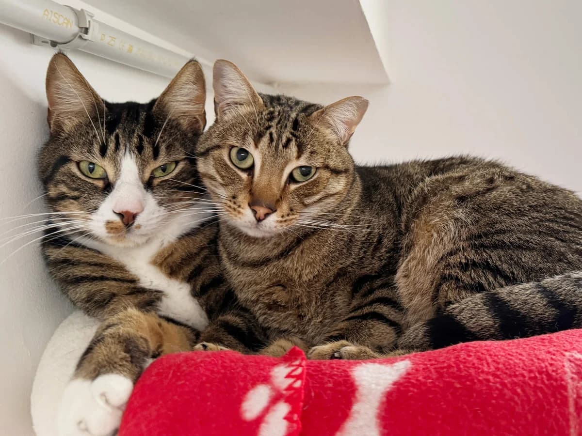 Dicky, male 4yo Mixed Breed for adoption at Barcelona Gat i Gos