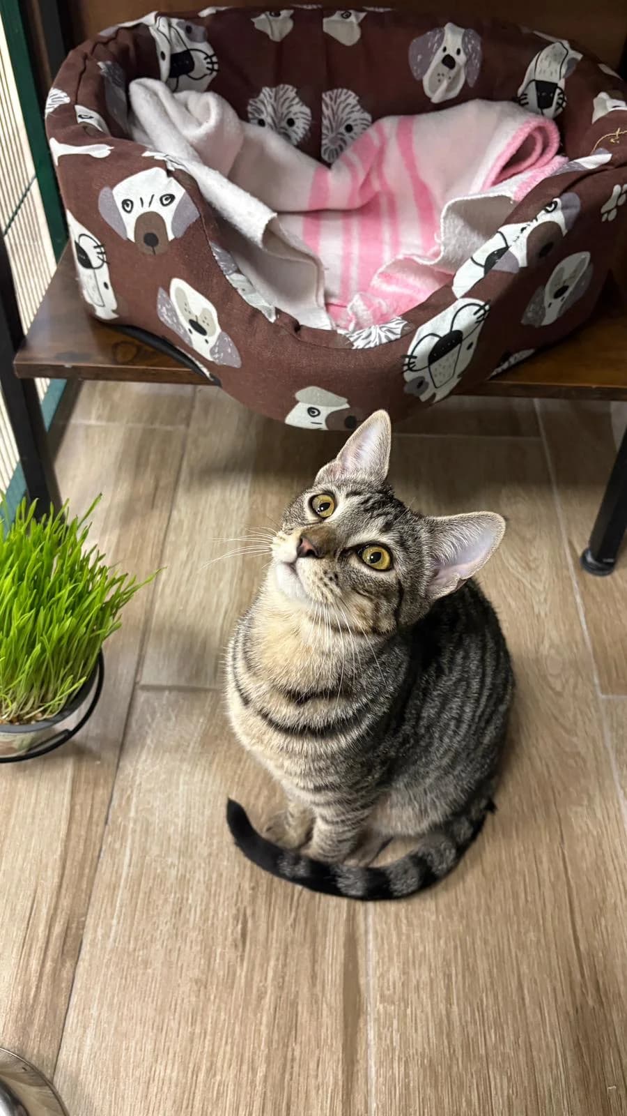 Estela, female puppy Mixed Breed for adoption at Barcelona Gat i Gos