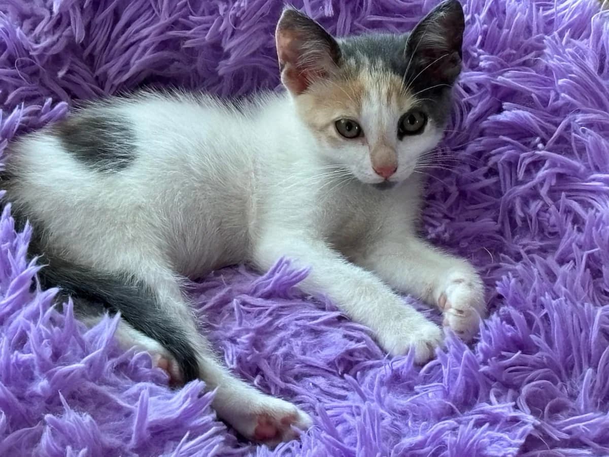 Fiona, female puppy Mixed Breed for adoption at Barcelona Gat i Gos