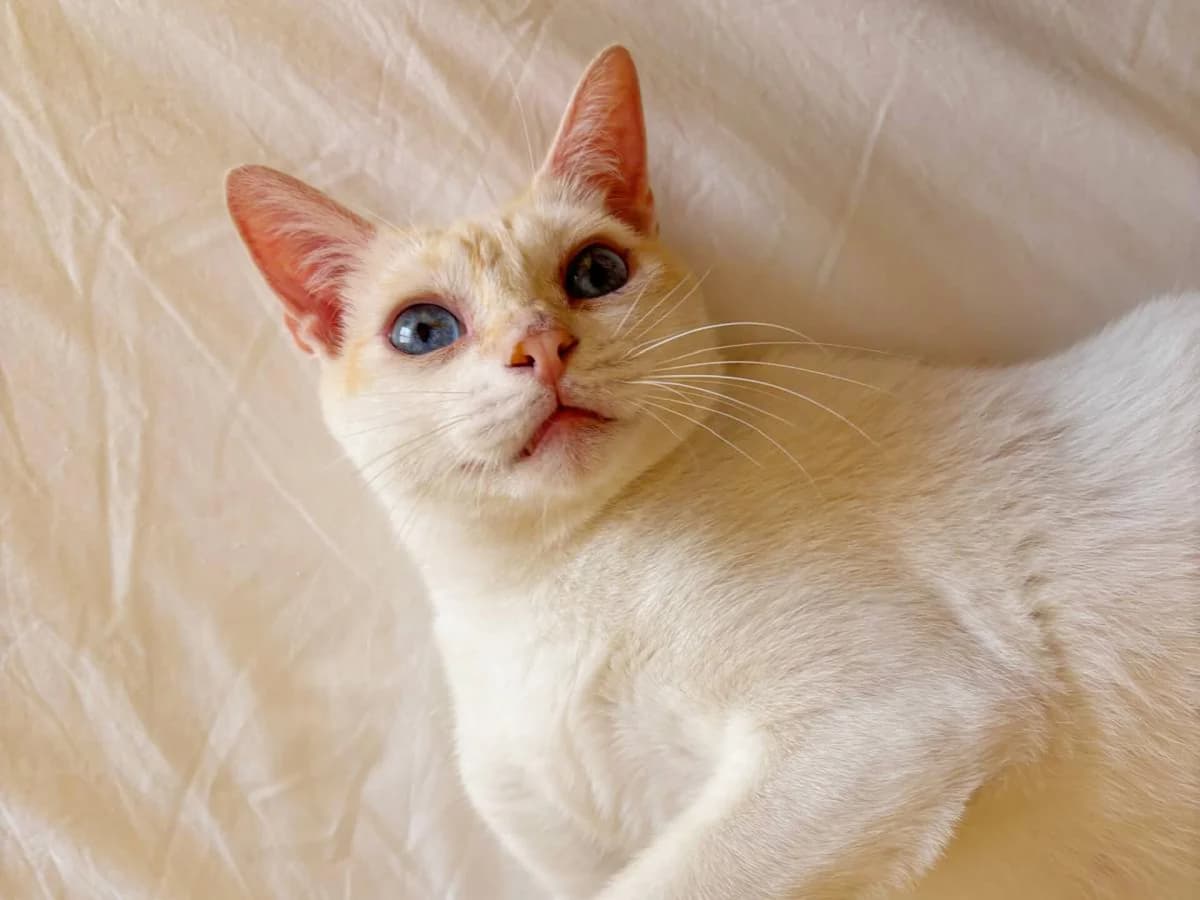 Gatos que buscan un hogar, male Mixed Breed for adoption at Barcelona Gat i Gos