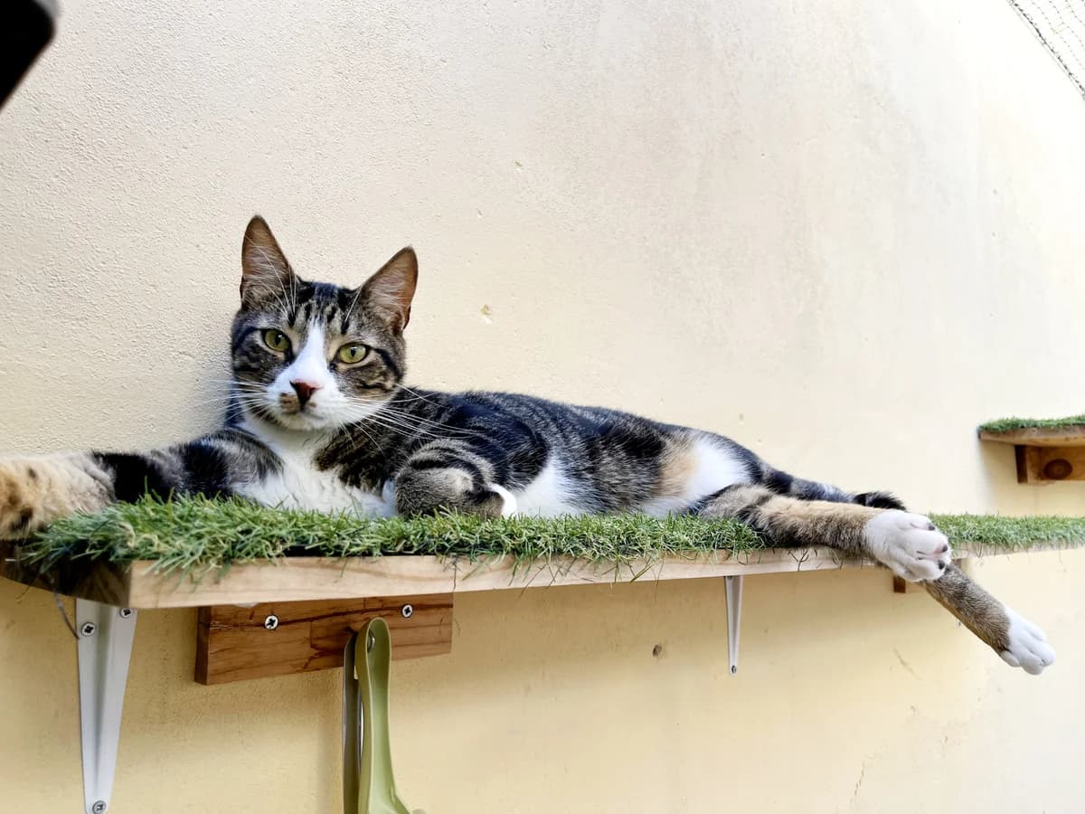 Gorg, male 3yo Mixed Breed for adoption at Barcelona Gat i Gos