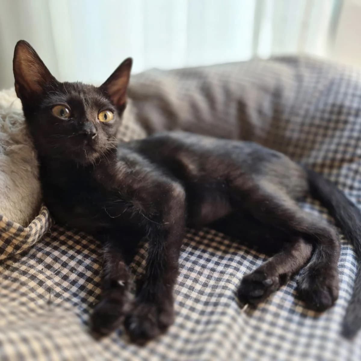 Lisa (adopció conjunta amb la maggie), female puppy Mixed Breed for adoption at Barcelona Gat i Gos