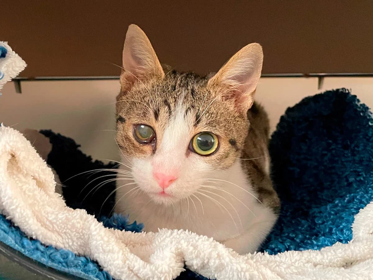 Llamp, male young Mixed Breed for adoption at Barcelona Gat i Gos