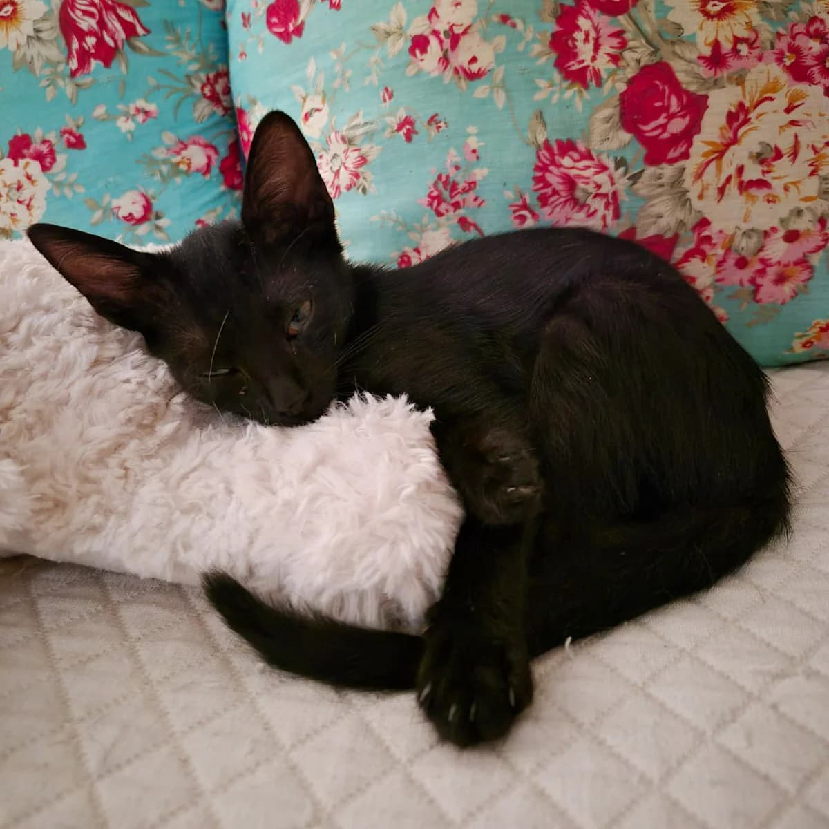 Maggie (adopció conjunta amb la lisa), female puppy Mixed Breed for adoption at Barcelona Gat i Gos