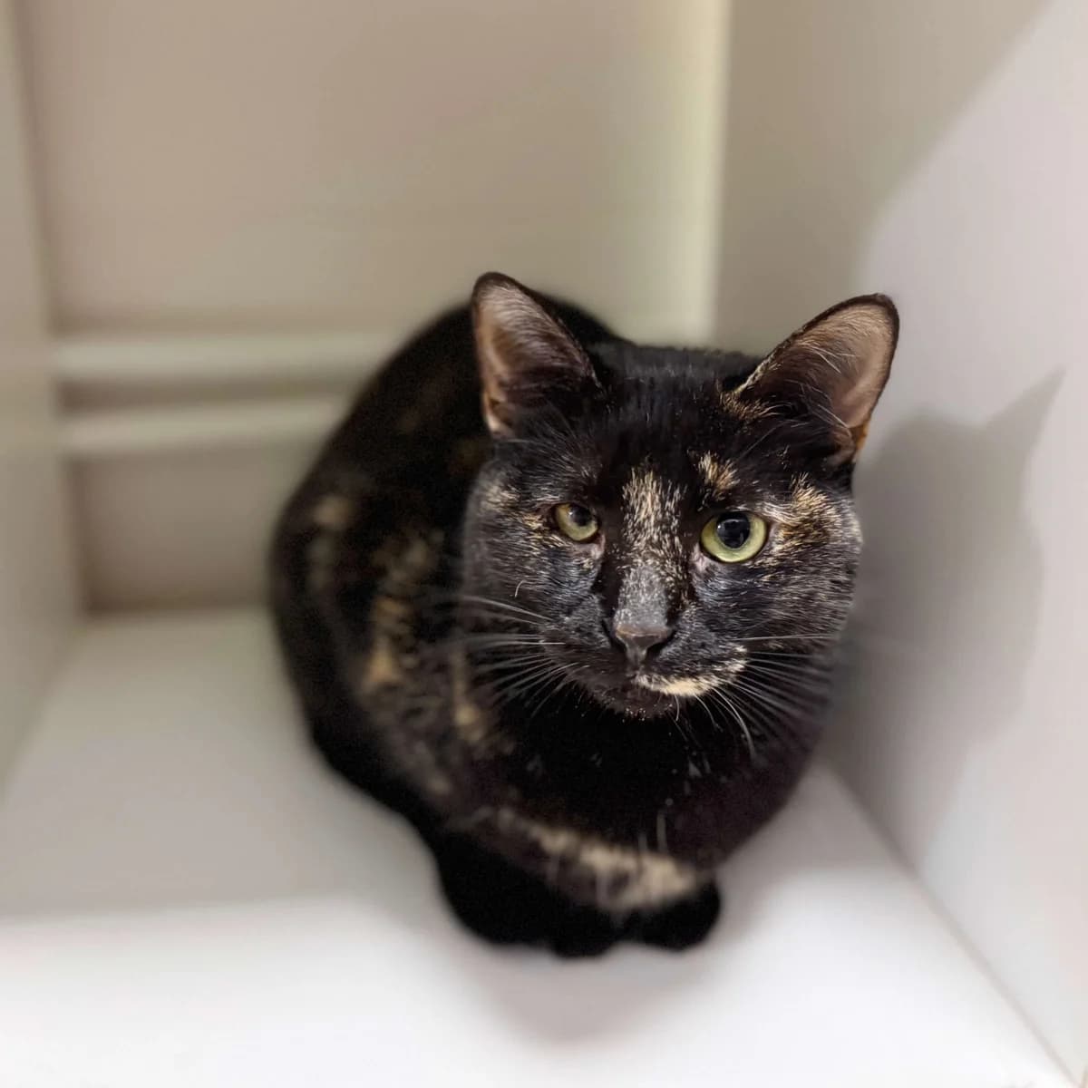 Marina, female young Mixed Breed for adoption at Barcelona Gat i Gos