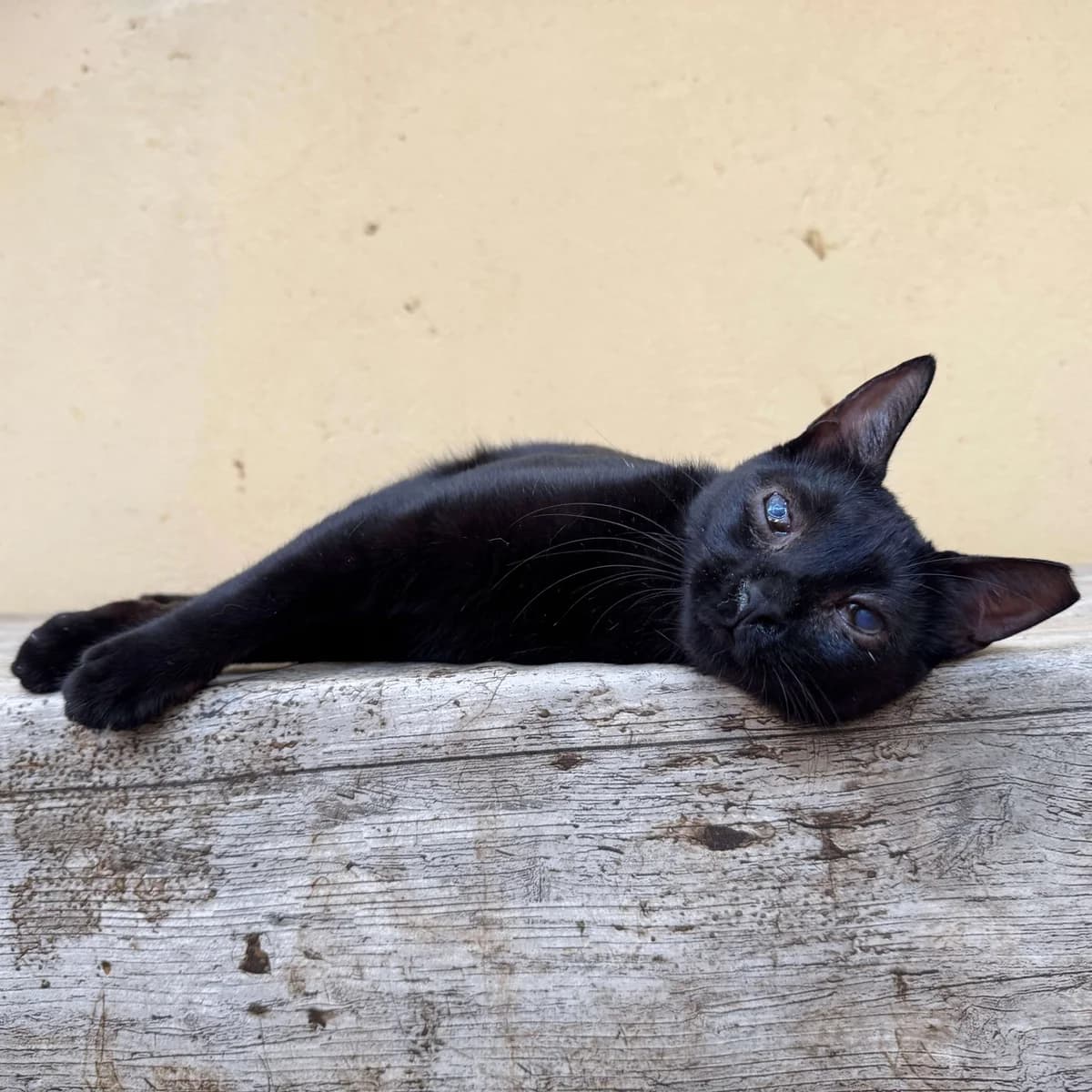 Maya, female Mixed Breed for adoption at Barcelona Gat i Gos