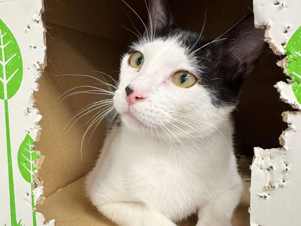 Missy, female young Mixed Breed for adoption at Barcelona Gat i Gos