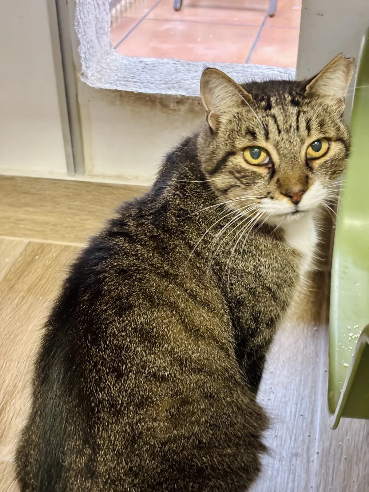 Mitxu (adopció conjunta amb la xana), male senior Mixed Breed for adoption at Barcelona Gat i Gos