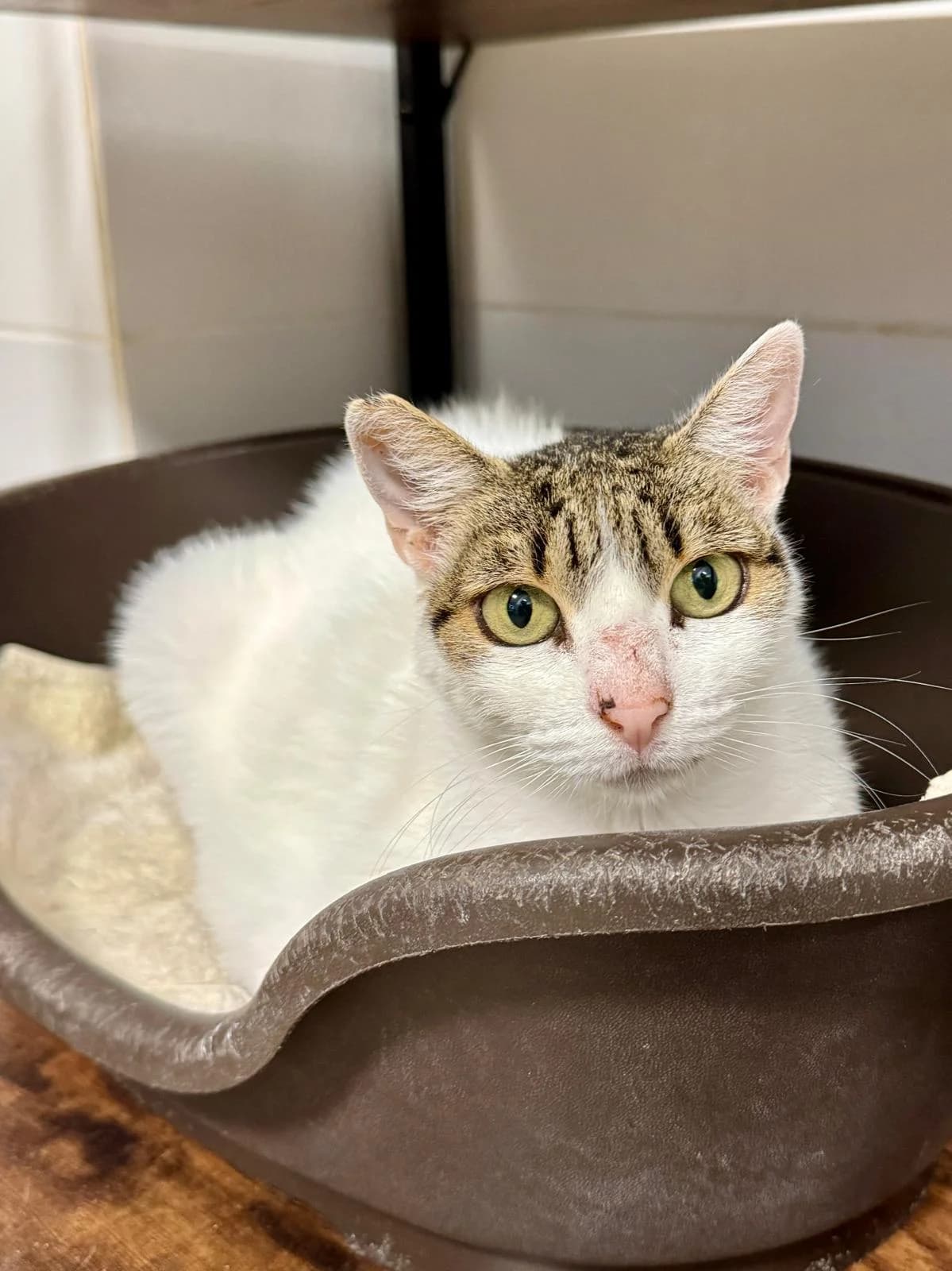 ONA, female senior Mixed Breed for adoption at Barcelona Gat i Gos