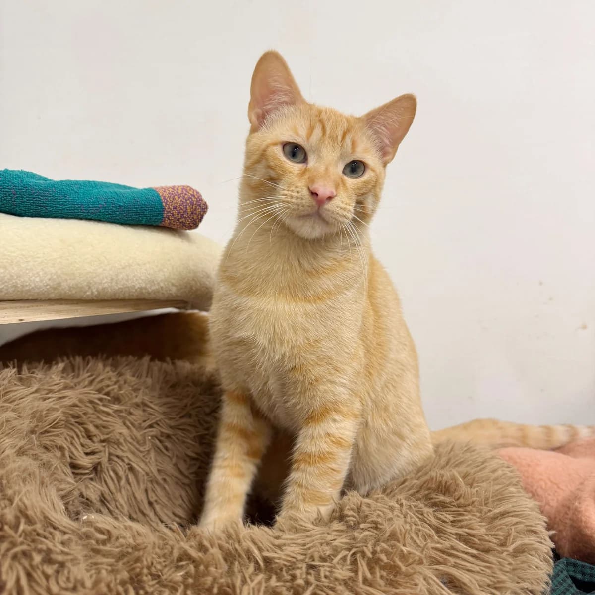 Pardal (adopció conjunta amb en gino), male young Mixed Breed for adoption at Barcelona Gat i Gos