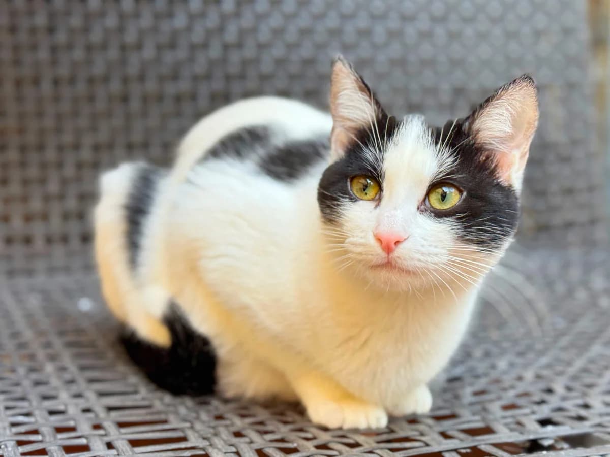 TEA, female young Mixed Breed for adoption at Barcelona Gat i Gos