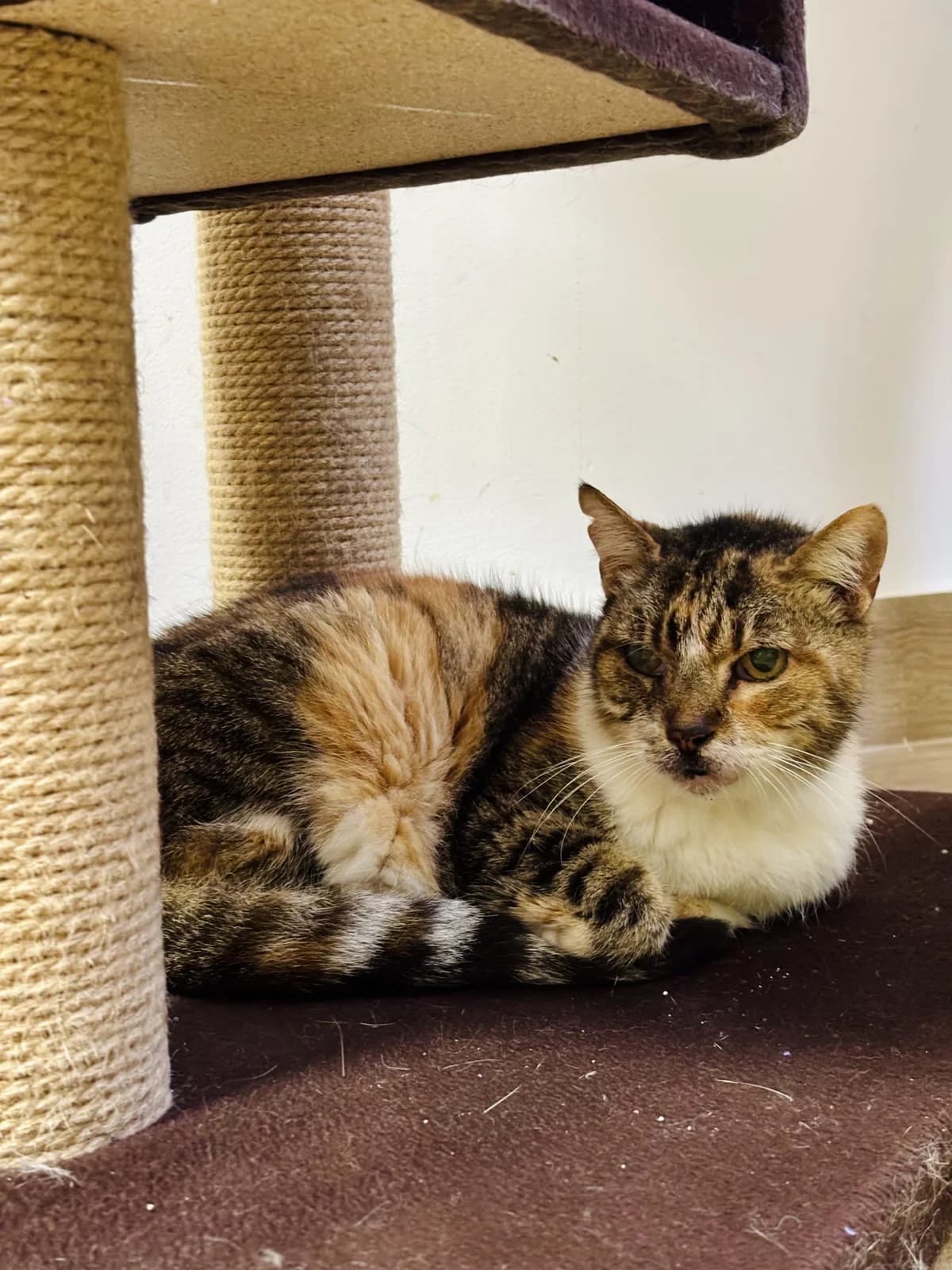 Xana (adopció conjunta amb en mitxu), female senior Mixed Breed for adoption at Barcelona Gat i Gos