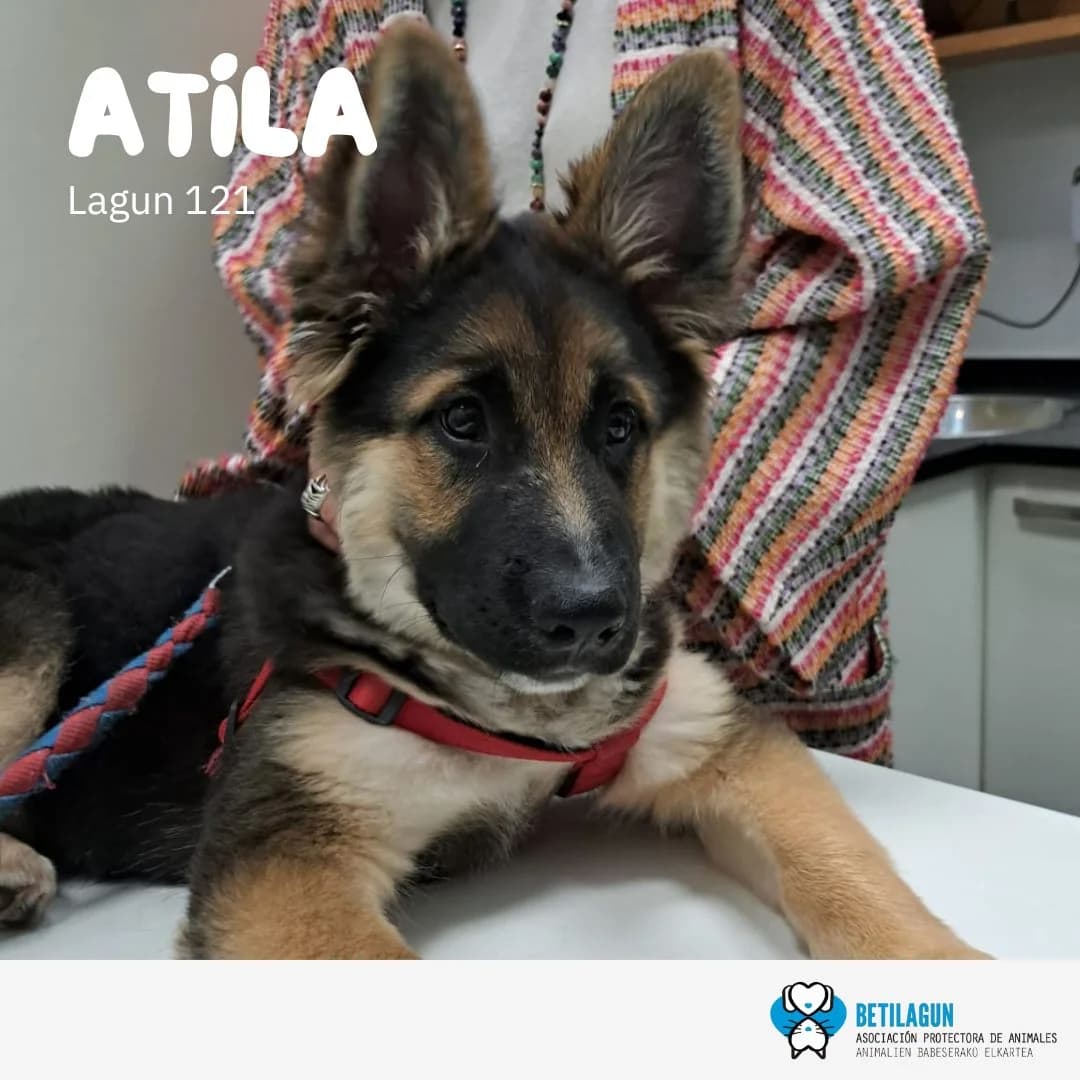Atila –, Mixed Breed (Betilagun)