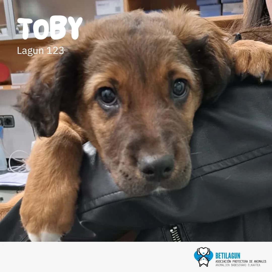 Toby – en preadopción, Mixed Breed (Betilagun)