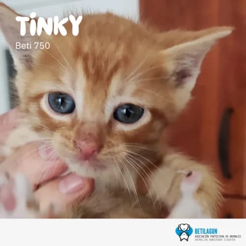 Tinky, Mixed Breed (Betilagun)