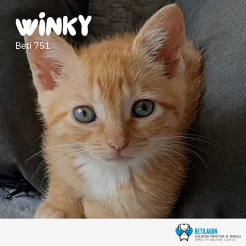 Winky, Mixed Breed (Betilagun)