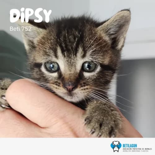 Dipsy – en preadopción, Mixed Breed (Betilagun)