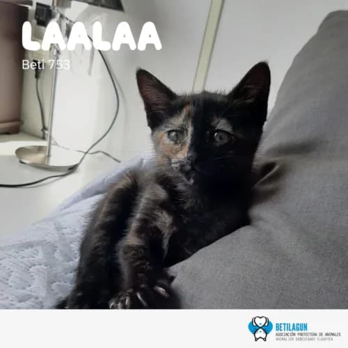 Laalaa – en preadopción, Mixed Breed (Betilagun)