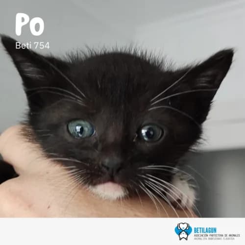 Po –, Mixed Breed (Betilagun)