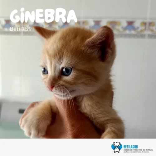 Ginebra –, Mixed Breed (Betilagun)