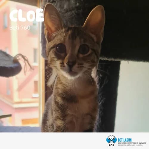 Cloe – en preadopción, Mixed Breed (Betilagun)