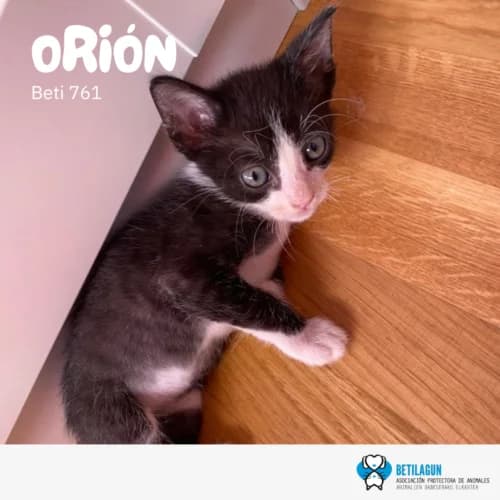 Orión –, Mixed Breed (Betilagun)