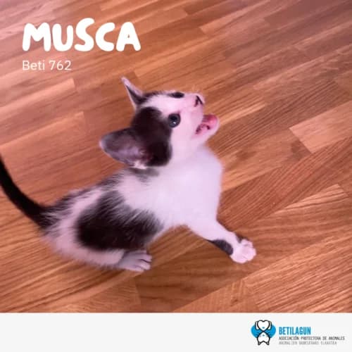 Musca – en preadopción, Mixed Breed (Betilagun)