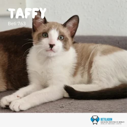 Taffy, Mixed Breed (Betilagun)