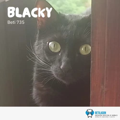Blacky –, Mixed Breed (Betilagun)