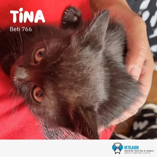Tina, Mixed Breed (Betilagun)