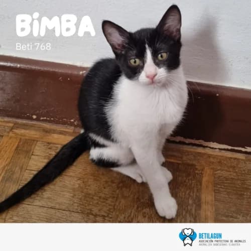 Bimba, Mixed Breed (Betilagun)
